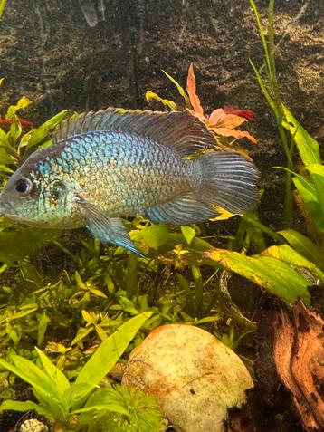 Paartje Electric Blue (Blauwe acara) beschikbaar voor biedingen
