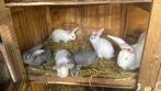 Jonge vlaamse reuzen, Meerdere dieren, Groot, 0 tot 2 jaar