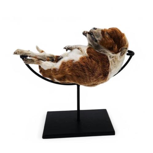 Mummie Bulldog pup op standaard, opgezette, schedel, Verzamelen, Dierenverzamelingen, Gebruikt, Opgezet dier, Overige soorten