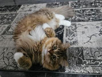 Lang haar Ragdoll Dekkatter ( NIET TE KOOP ) beschikbaar voor biedingen