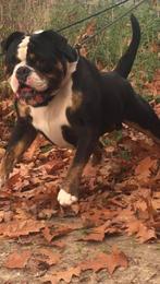 Old English bulldog met stamboom ter dekking aangeboden, Dieren en Toebehoren, Particulier, Rabiës (hondsdolheid), 3 tot 5 jaar