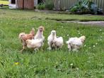 zijdehoender kuikens te koop., Dieren en Toebehoren, Pluimvee, Geslacht onbekend, Kip