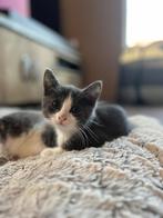 Ragdoll kittens, Dieren en Toebehoren, Katten en Kittens | Raskatten | Langhaar, Meerdere dieren, Gechipt, 0 tot 2 jaar