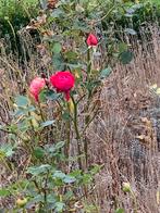 Rozenstruik en lavendelstruik, Tuin en Terras, Overige soorten, 100 tot 250 cm, Zomer, Ophalen