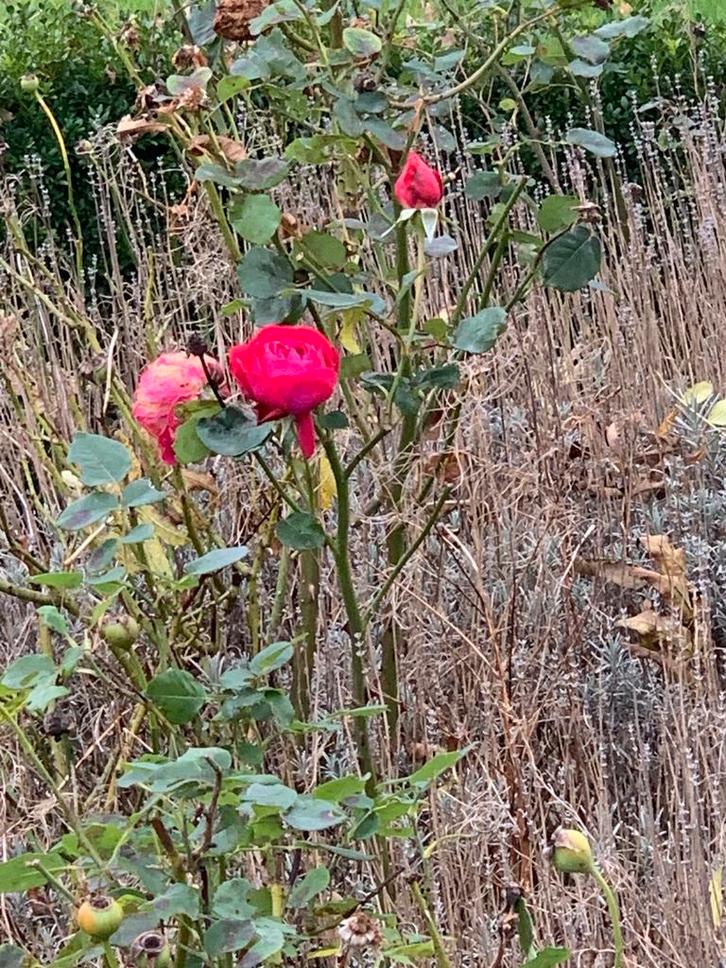 Rozenstruik en lavendelstruik, Tuin en Terras, Planten | Bomen, Overige soorten, 100 tot 250 cm, Volle zon, Zomer, In pot, Ophalen