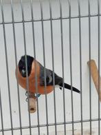 Goudvinkman, Dieren en Toebehoren, Vogels | Parkieten en Papegaaien, Mannelijk, Geringd