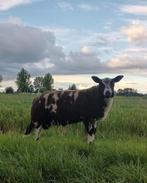 Bonte Rammen Bonte dekram, Dieren en Toebehoren, Mannelijk, Schaap
