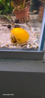 Gele appelslakken, Slak of Weekdier