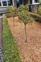 Houtsnippers, houtchips, Ophalen of Verzenden, Overige soorten, Minder dan 100 cm
