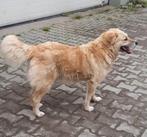 Linda klaar voor adoptie, Dieren en Toebehoren, Honden | Retrievers, Spaniëls en Waterhonden, Particulier, Rabiës (hondsdolheid)