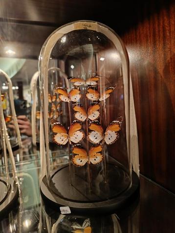 Echte Vlinders in stolp  beschikbaar voor biedingen