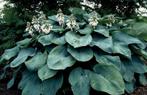 Te koop: Hosta sieboldiana, Tuin en Terras, Planten | Tuinplanten, Vaste plant, Ophalen of Verzenden