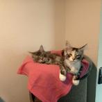 Maine Coon kittens  nog twee poesjes en mogen verhuizen., Dieren en Toebehoren, Katten en Kittens | Raskatten | Langhaar, Meerdere dieren