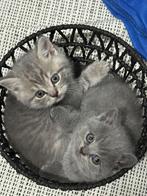 Lieve Britse Korthaar kittens zoeken een warm thuis, Meerdere dieren, Ontwormd