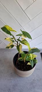 Syngonium aurea, Huis en Inrichting, Kamerplanten, Ophalen, Overige soorten, Minder dan 100 cm