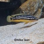 F1 julidochromis ornatus Uvira Tanganyika, Dieren en Toebehoren, Zoetwatervis, Vis