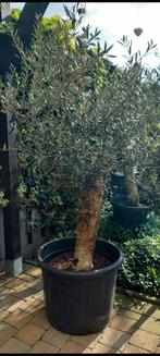 olijfboom, Tuin en Terras, Planten | Bomen, Olijfboom, Volle zon, Ophalen, 100 tot 250 cm
