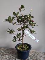 Japanse Azelea Kaminoyamakirin Bonsai, Ophalen of Verzenden, Zomer, Halfschaduw