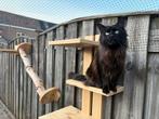 Maine coon poes met stamboom, Dieren en Toebehoren, Katten en Kittens | Raskatten | Langhaar, Poes, Gechipt, 3 tot 5 jaar