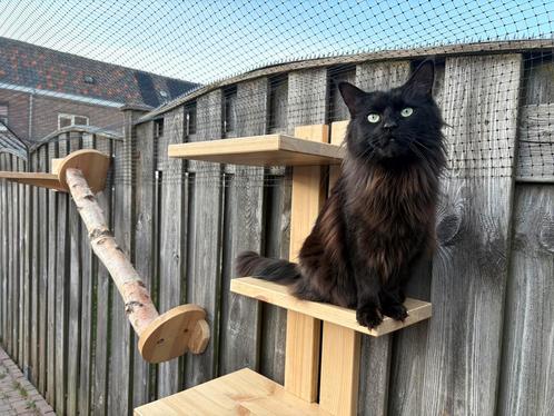 Maine coon poes met stamboom, Dieren en Toebehoren, Katten en Kittens | Raskatten | Langhaar, Poes, 3 tot 5 jaar, Met stamboom