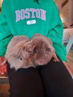 Cavia zomeropvang gezocht voor twee lieve cavias, Dieren en Toebehoren, Juli, Vrouwelijk, Cavia