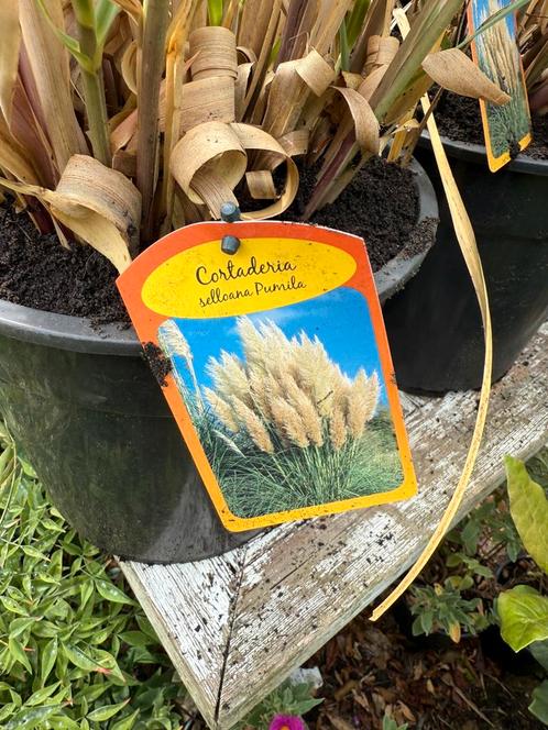 Pampas gras of cotederia selloana pimula  overjarige planten, Tuin en Terras, Planten | Tuinplanten, Vaste plant, Siergrassen