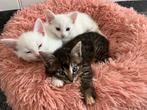 2 mooie witte kittens te koop, Dieren en Toebehoren, Meerdere dieren, 0 tot 2 jaar