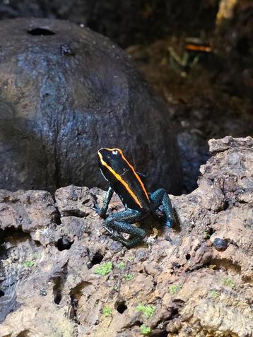 Phyllobates vittatus beschikbaar voor biedingen