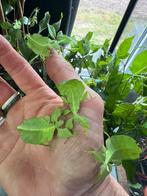 wandelend Blad nimfen phyllium Limogesï 21 sept houten beurs, Dieren en Toebehoren, Insecten en Spinnen, Overige soorten