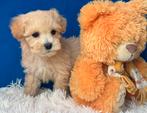 Maltipoo pups reutjes 1500€, Nederland, Parvo, 8 tot 15 weken, Meerdere