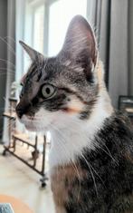 Mooie lapjes kat zoekt goed huisje, Poes