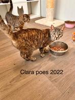Europees korthaar katjes, Dieren en Toebehoren, Katten en Kittens | Overige Katten, Meerdere dieren, Kortharig, 3 tot 5 jaar