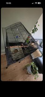 2 papegaaien,Love birds +kooi, Dieren en Toebehoren, Vogels | Parkieten en Papegaaien, Meerdere dieren, Papegaai