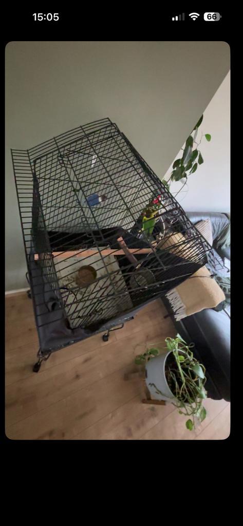 2 papegaaien,Love birds +kooi, Dieren en Toebehoren, Vogels | Parkieten en Papegaaien, Papegaai, Meerdere dieren