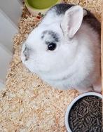 Lieve dwergkonijn Coco te koop, Dieren en Toebehoren, Konijnen, Vrouwelijk, Dwerg, 0 tot 2 jaar