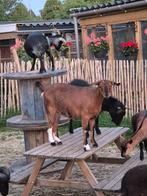 Zeer mooie lieve dwerggeit zonder horens., Dieren en Toebehoren, Schapen, Geiten en Varkens, Vrouwelijk, Geit, 0 tot 2 jaar