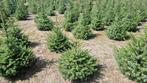 Kerstbomen Fijne blauwspar met Kluit in pot 40 cm – 120 cm, Overige soorten, Zomer, Ophalen, Volle zon