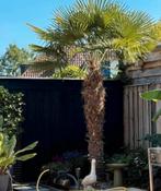 Zeer mooie palmboom - Trachycarpus fortunei - 3,5 meter, Tuin en Terras, Ophalen, Bloeit niet, Halfschaduw, 250 tot 400 cm