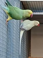 Halsbandparkieten aqua opaline wtkwst, Dieren en Toebehoren, Vogels | Parkieten en Papegaaien, Meerdere dieren, Parkiet, Geringd