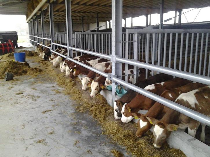 Doorlopend aanbod van Fleckvieh stieren, Dieren en Toebehoren, Runderen, Mannelijk, 0 tot 2 jaar