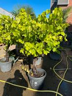 Druif vites druiven, 100 tot 250 cm, Zomer, Palmboom, Ophalen