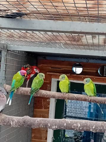 Te koop 3 jonge pruimkop parkieten beschikbaar voor biedingen