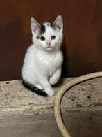 Kittens, Dieren en Toebehoren, Geslacht onbekend, 0 tot 2 jaar