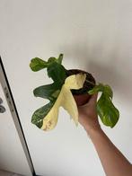 Philodendron Florida Beauty, Huis en Inrichting, Kamerplanten, Ophalen