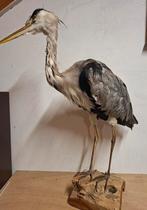 Opgezette Blauwe Reiger, Ophalen of Verzenden