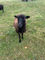 Ouessant ooitjes, Dieren en Toebehoren, Schapen, Geiten en Varkens, Vrouwelijk, Schaap