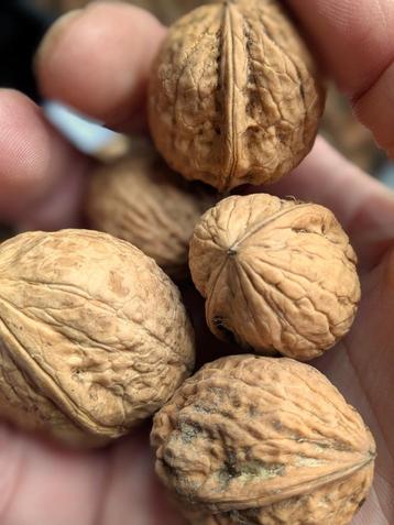Verse walnoten beschikbaar voor biedingen