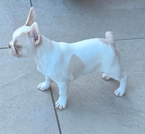 🥰 nog 3 prachtige franse bulldog pups, ouders gekeurd🥰, Dieren en Toebehoren, Honden | Bulldogs, Pinschers en Molossers, Meerdere dieren