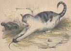 19e eeuwse ingekleurde pentekening - kat & muis, Ophalen of Verzenden