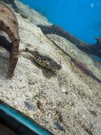 Tetraodon mbu kogelvis 8-10cm en 10-12 cm, Meerdere dieren